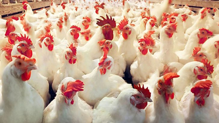  مرغ سایز برای مصرف‌کننده و تولیدکننده مقرون به‌صرفه‌تر است