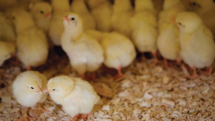 ۱۶.۵‌میلیون قطعه طیور در مرغداری های گیلان در دست‌ تولید است