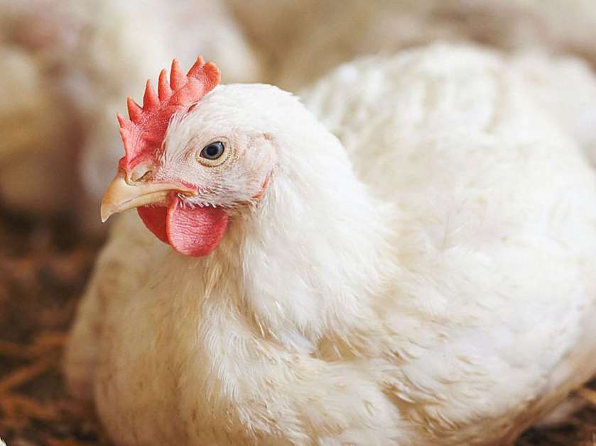 نسل جدید مکمل های خوراک