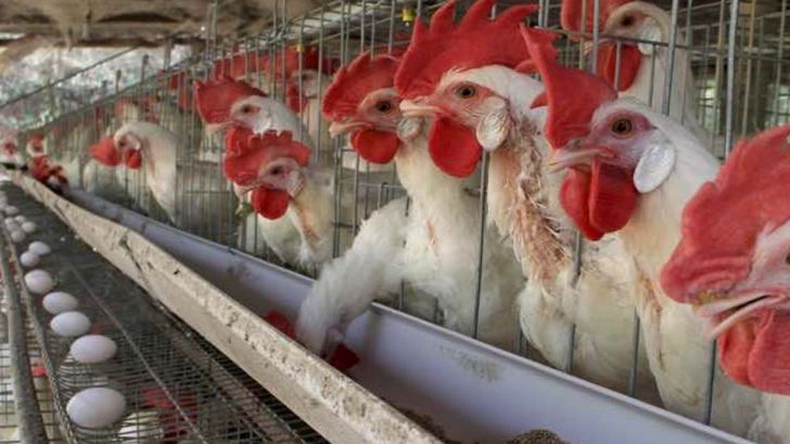 ضرر ۱۰ هزار تومانی مرغداران در  هر کیلو تخم‌مرغ/ سهمیه‌بندی نهاده در بازارگاه