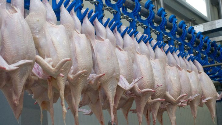 روزانه حدود 1000 تن مرغ در مازندران کشتار و‌ توزیع می شود