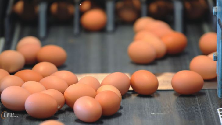 فروش تخم مرغ فله ای به قیمت ۴۵ هزار تومان