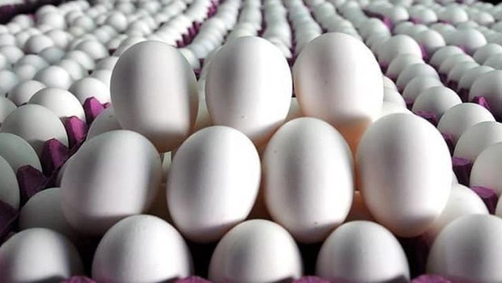 مشکلی در تامین و توزیع تخم مرغ وجود ندارد