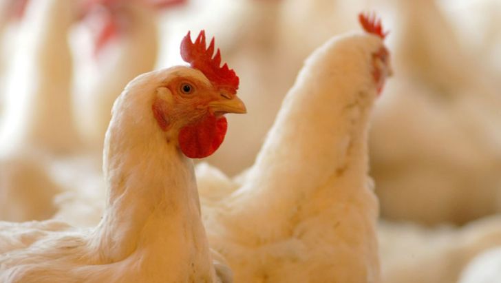 کاهش سایز مرغ در خوزستان مطابق با استانداردهای جهانی