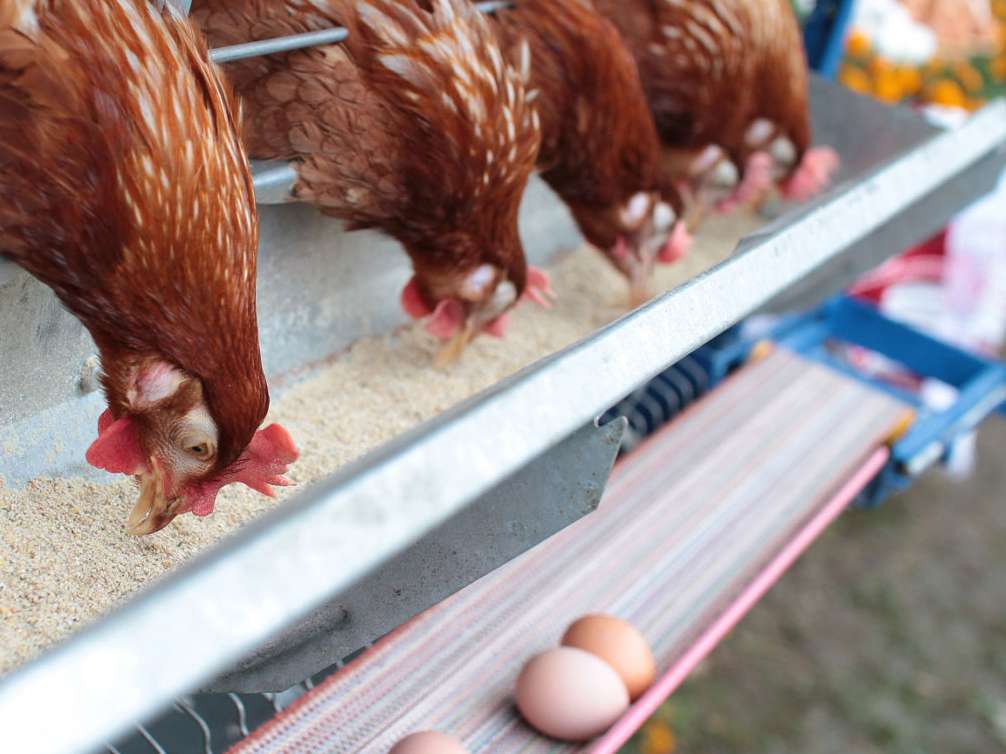 100 هفته در مسیر افزایش چرخه تخمگذاری