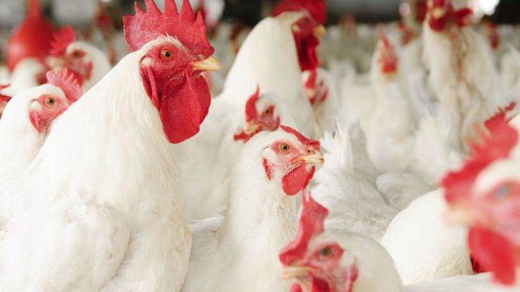  اجازه وزارت جهاد کشاورزی به مرغداران برای حذف گله‌های مرغ مادر گوشتی بالای 64 هفته