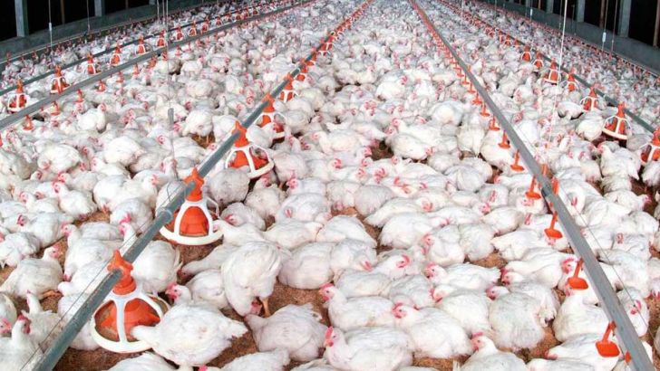 افزایش ۸ درصدی تولید مرغ در گیلان
