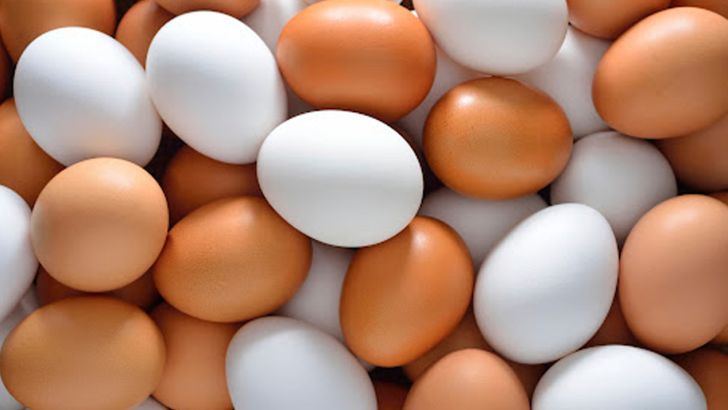 تولید روزانه ۱۲۰ تُن تخم مرغ در ۱۸ واحد پرورشی گلستان