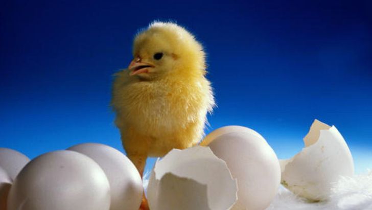 اصلاح ژنتیکی مرغ راهی برای پایان دادن به معدوم سازی جوجه های نر