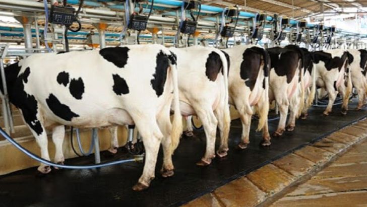 زیان دامداران در تولید شیر به مرز ۴ هزار تومان در هر کیلوگرم رسید