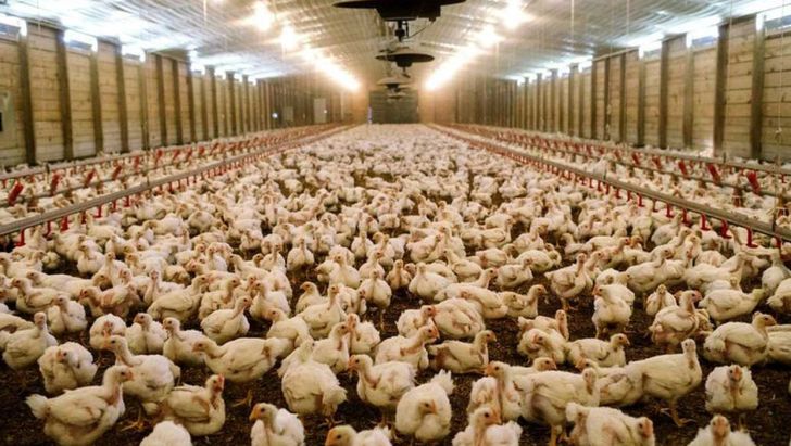 ۳ سال است که جوجه مرغ گوشتی از تولید داخل تامین می‌شود