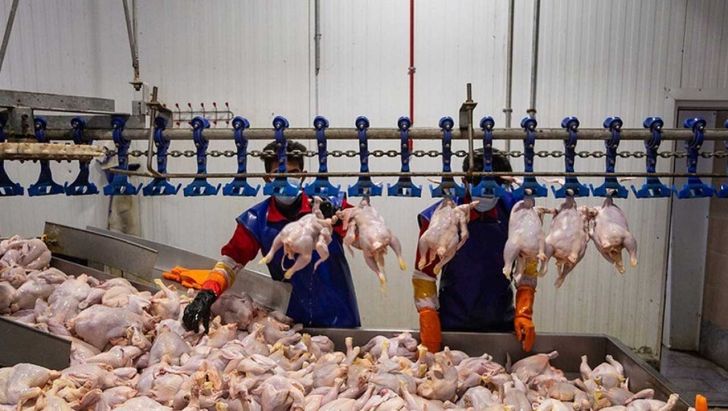 وضعیت کردستان در ذخیره سازی گوشت مرغ مطلوب است
