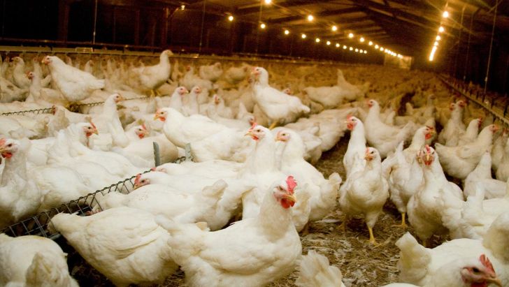  هشدار جهاد کشاورزی؛ برخورد با مرغدارانی که مرغ گوشتی بالای 45 روز را کشتار نکنند