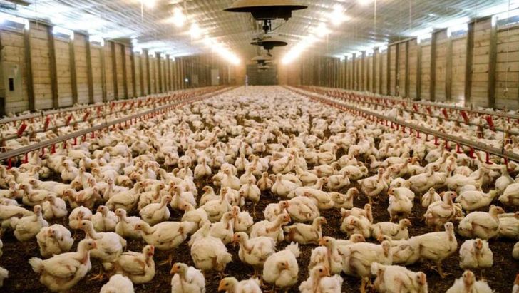 افزایش بهره‌وری در صنعت مرغ با به روزرسانی تجهیزات کشتارگاه‌ها