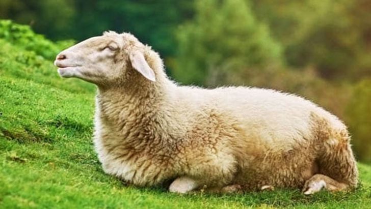 نکات مهم جهت خرید گوسفند زنده 