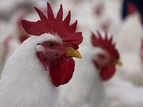 آیا پودر ماهی به قدرت باروری مرغ مادر گوشتی کمک می کند؟