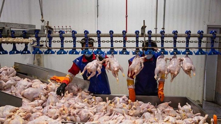 هدف‌گذاری تولید سالانه ۳.۵ میلیون تن گوشت مرغ در کشور