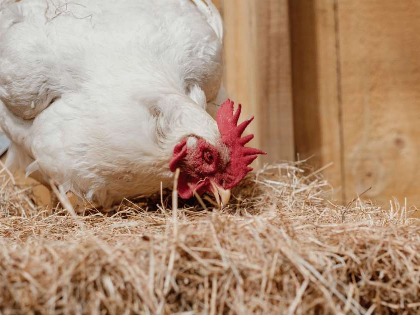 بوستر انرژی برای مرغ و خروس های والد گوشتی و تخم مرغ های نطفه دار