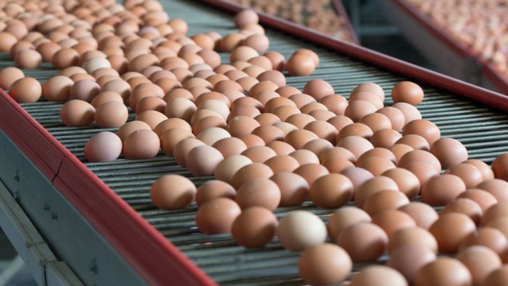 هر کیلو تخم مرغ ۵۶ هزار تومان شد