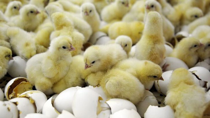تولید ماهانه گوشت مرغ به ۲۲۰ هزارتن می رسد