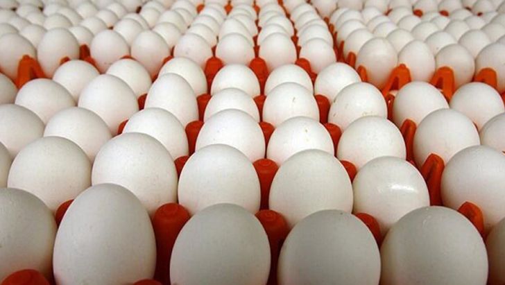 ممنوعیت صادرات تخم‌مرغ به روند تولید آسیب می‌زند
