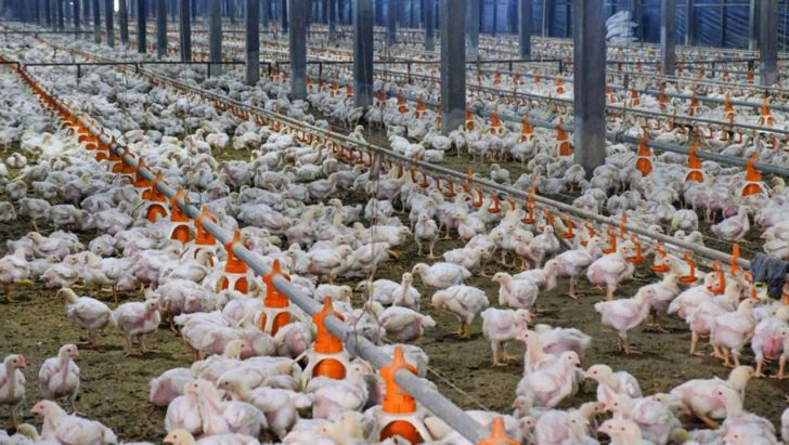 ‌۵۰ درصد مرغ تولیدی مرغداری ها در ایلام باید تحویل کشتارگاه شود