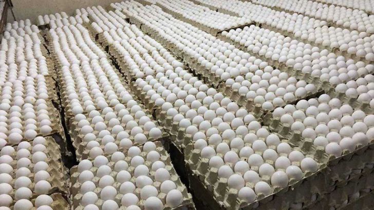 خرید حمایتی تخم مرغ خراسان رضوی تولید آن در نیمه دوم سال را تضمین می کند