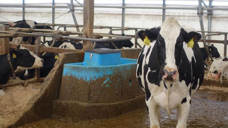 5 راهکار جهت پیشگیری از التهاب در دورۀ انتقال گاو شیری 