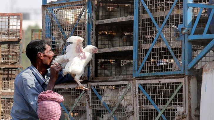 رشد 8 تا 10 درصدی صنعت مرغداری هند 