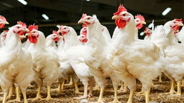 احیای مرغ آرین می‌تواند وابستگی صنعت طیور را کاهش دهد 