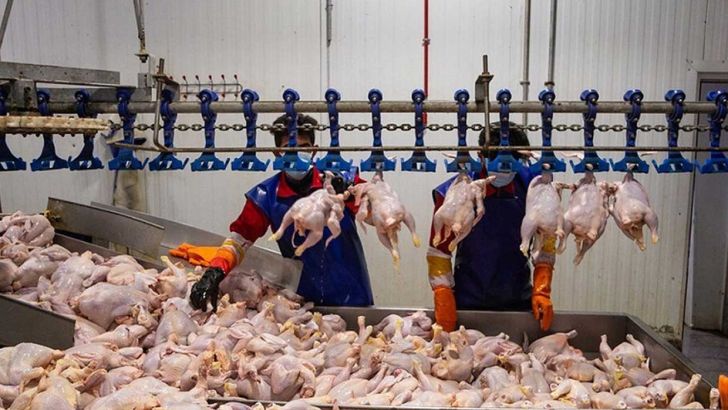  مشکل در تامین جوجه یکروزه و نهاده طیور علت افزایش قیمت مرغ