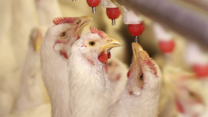 کاهش قیمت مرغ مستلزم ارزانی همه مولفه‌های تولید است