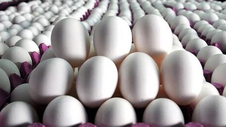 افت قیمت تخم‌مرغ نقدینگی مرغداران را کاهش داد