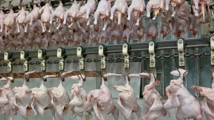 پیشنهاد رفع محدودیت مرغدارانی که ۹۰ درصد مرغ خود را کشتار نکردند 