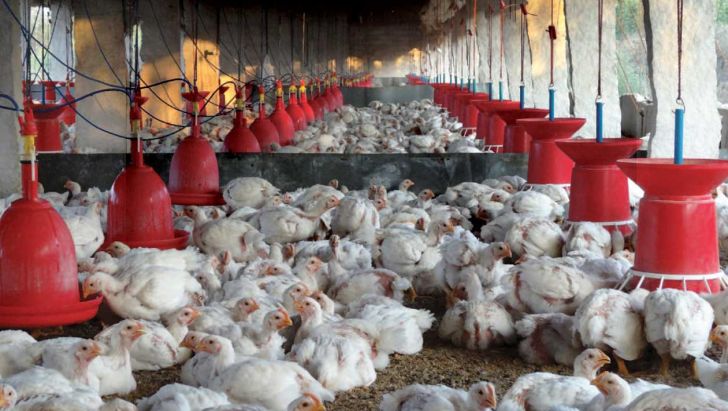میزان تولید مرغ ۱۰ درصد بیش از نیاز کشور است