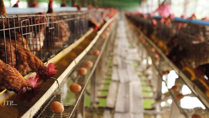 تولید تخم مرغ به یک میلیون و ۲۰۰ هزارتن می‌رسد