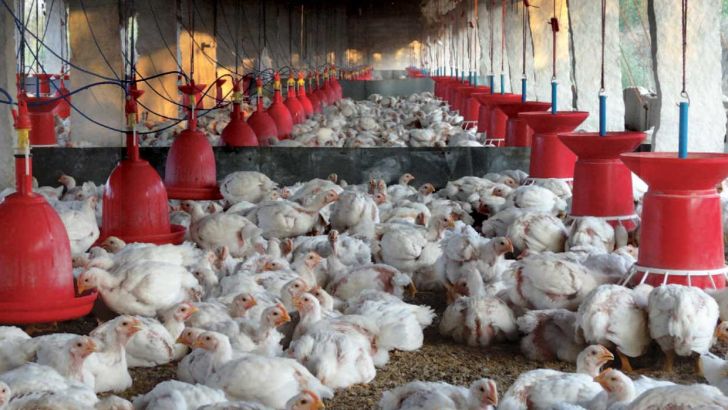 حذف ارز ترجیحی اقلام دامپزشکی تاثیری بر قیمت مرغ ندارد