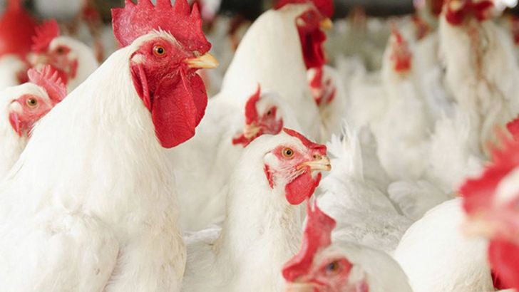 تهدید مرغ‌های اوکراینی برای مرغداران اروپایی