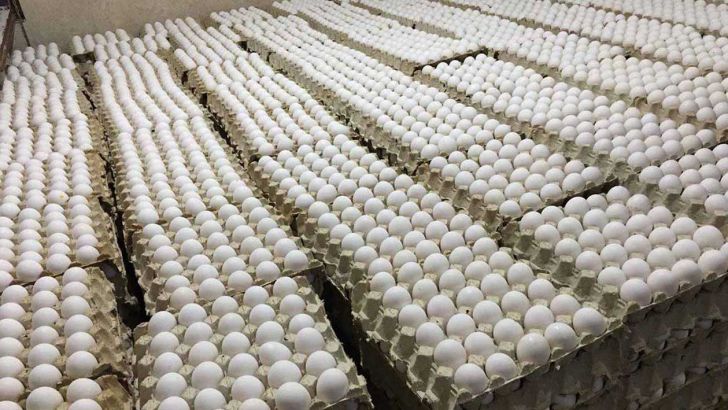 تولید تخم مرغ به ۱۰۵ هزارتن می‌رسد