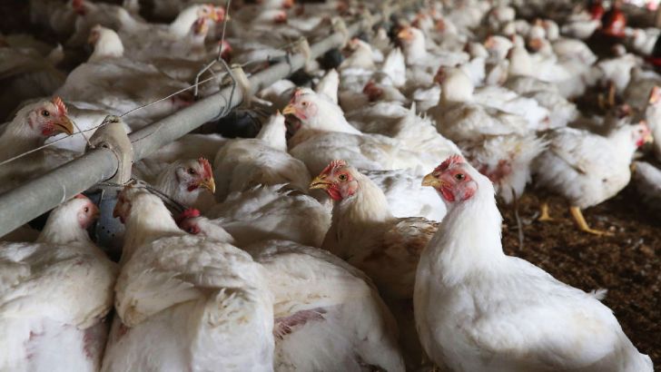 رشد ۴۹ درصدی میزان جوجه ریزی در واحدهای مرغ گوشتی آذربایجان‌غربی