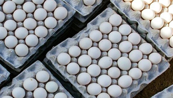 ظرفیت تولید ۱.۶ هزارتن تخم مرغ در کشور وجود دارد