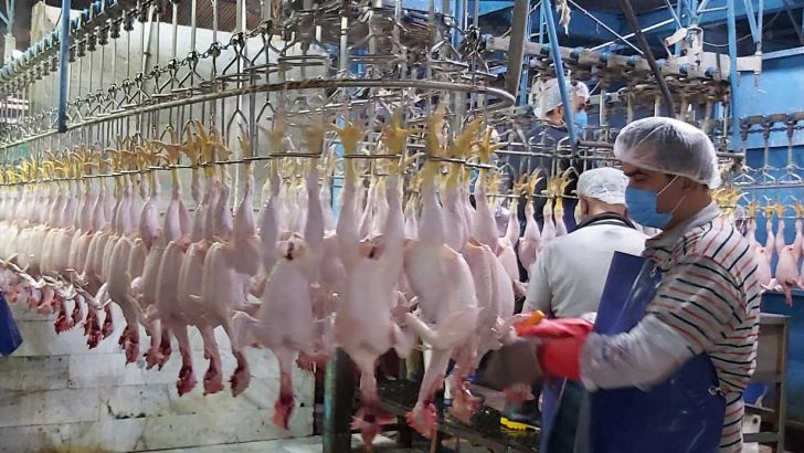 صدور مازاد مرغ تولیدی لرستان به سایر استان‌های کشور