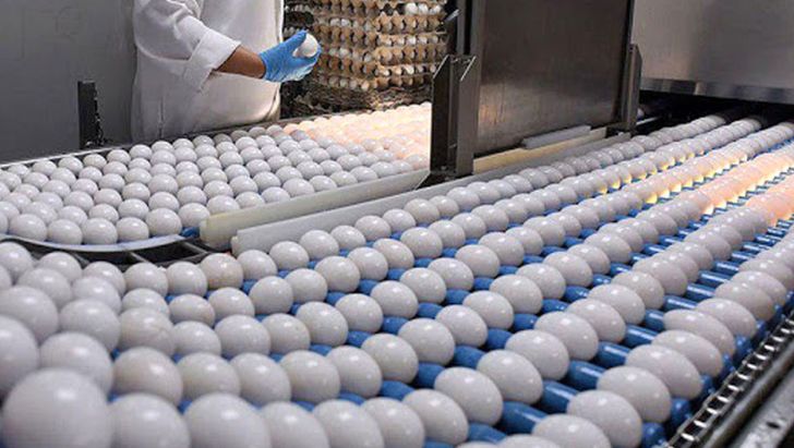 لغو ممنوعیت صادرات تخم مرغ و جوجه یک روزه