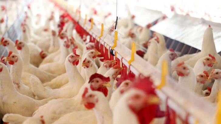 تولید و توزیع مرغ هوشمند می‌شود