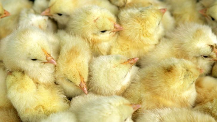 میزان جوجه‌ریزی در مرغداری‌ها به ۱۳۰میلیون قطعه رسید