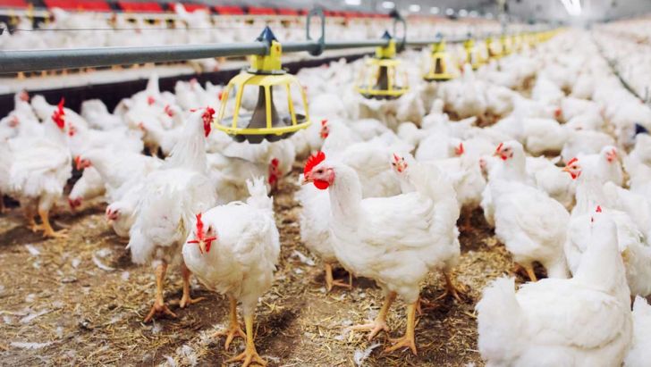 معطلی ۳ ماهه تولیدکنندگان مرغ برای دریافت سویا