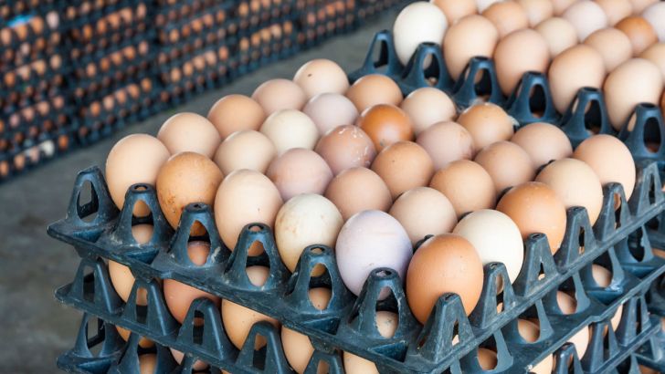  عرضه تخم مرغ ۲۰ درصد کمتر از نرخ منطقی