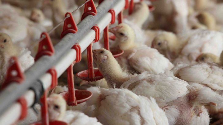 تولید 22 هزار تن گوشت مرغ در استان بوشهر