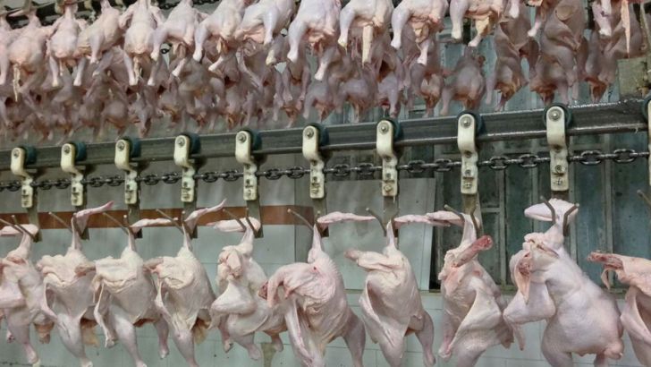 معاون استاندار ایلام: مرغداری‌ها ۵۰ درصد تولید خود را تحویل کشتارگاه دهند