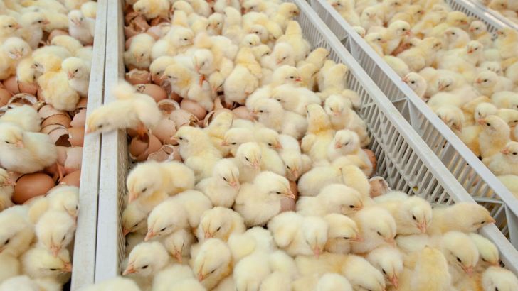 رشد ۴۵ درصدی جوجه ریزی در واحدهای مرغ گوشتی استان قزوین